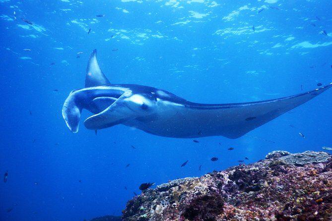 Snorkeling Trip Nusa Penida Bali - Three Snorkel Stops: What Each Site Is Good At