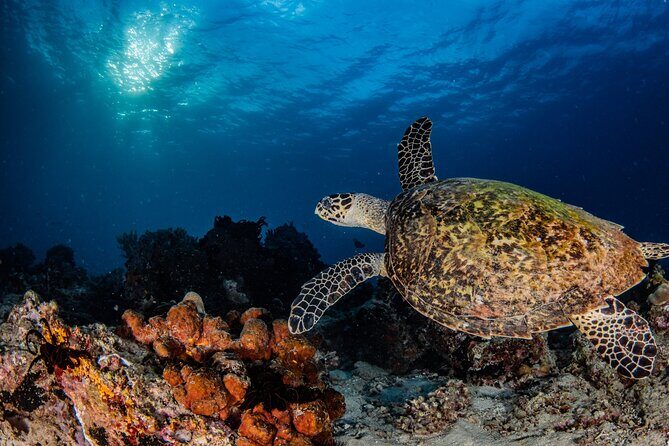 Snorkeling Trip to Menjangan Island - Getting There Without the Stress: Boat, Timing, and Group Size