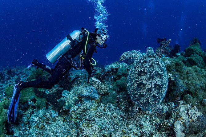 Snorkeling Trip to Menjangan Island - Menjangan Underwater: Fish, Turtles, and Clear-Water Chances