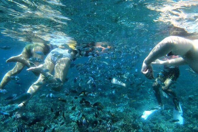 Snorkeling Trips with Manta Ray from Nusa Lembongan - Stop 3 at Mangrove Point: calm water, fish variety, and turtle potential