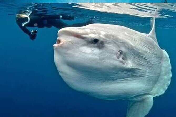 Snorkeling Trips with Manta Ray from Nusa Lembongan - Stop 1 at Manta Bay: the manta chance and the reality check
