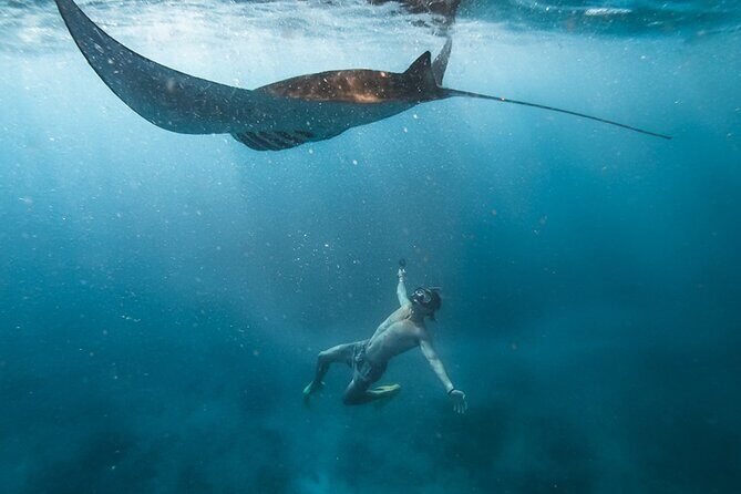 Snorkeling with Manta Rays in Their Habitat with Manta Point - Key highlights worth clocking before you go