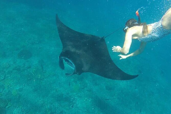 Snorkeling with Manta Rays in Their Habitat with Manta Point - Why Nusa Penida’s Manta Point tour fits Bali (and your time)