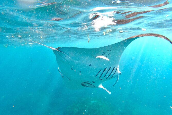Snorkeling with Manta Rays in Their Habitat with Manta Point - Manta Point: what the tour promises, and how to maximize your chances