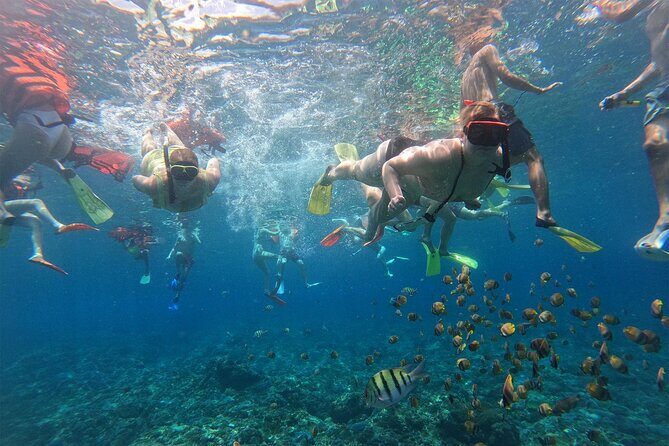 Snorkeling with Manta Rays in Their Habitat with Manta Point - Price and value: does $7.71 make sense here?