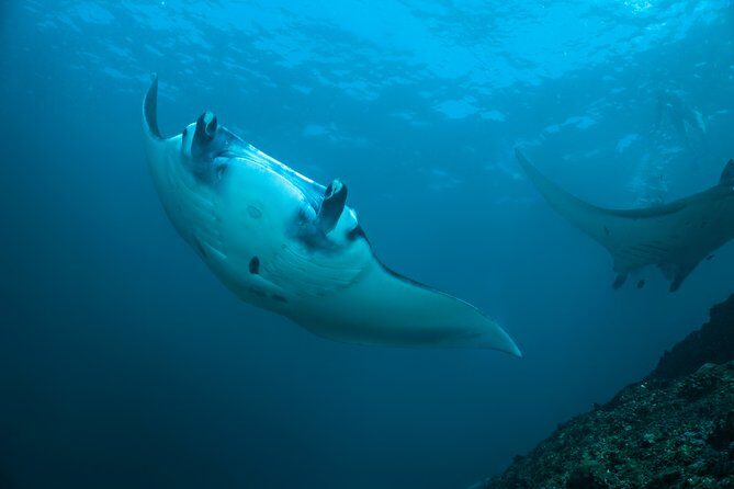 Snorkelling with Manta Rays at Nusa Penida and Lembongan - Key Things I’d Bet on