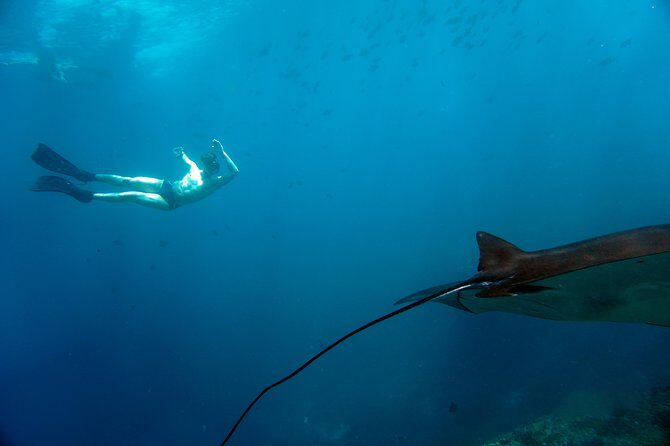Snorkelling with Manta Rays at Nusa Penida and Lembongan - Price Check: Does $143 Feel Worth It?