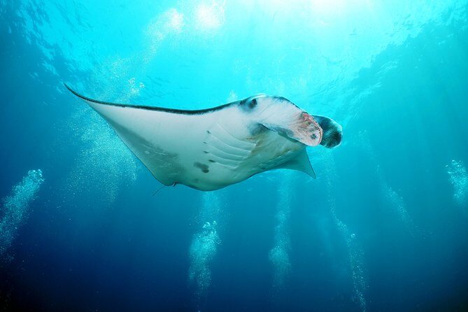 Snorkelling with Manta Rays at Nusa Penida and Lembongan - Getting From Kuta: Pickup, Timing, and the Reality of a 7-Hour Day