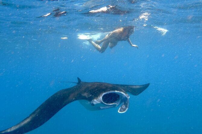 Swim with Manta Rays: Snorkeling Day Trip from Bali - Key highlights you can count on