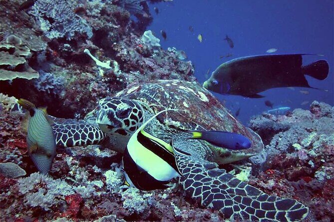 Swim with Manta Rays: Snorkeling Day Trip from Bali - Getting to Nusa Lembongan: the Sanur start that sets the tone