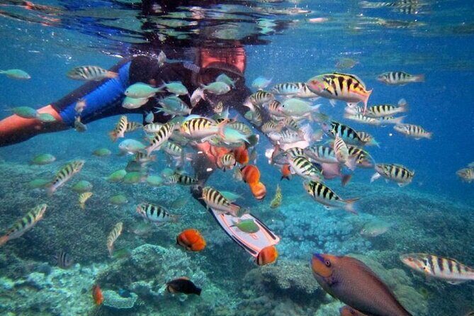 Swim with Manta Rays: Snorkeling Day Trip from Bali - Price and value: what $67.95 buys you in Bali reality