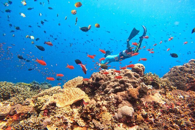 Swim with Manta Rays: Snorkeling Day Trip from Bali - Manta Bay: the star stop and the crowd reality