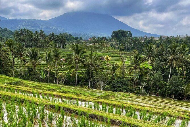 Tanah Lot - Ulun Danu Beratan Temple - Scenic Countryside Tour - Guide service quality: the detail that turns a tour into a memory