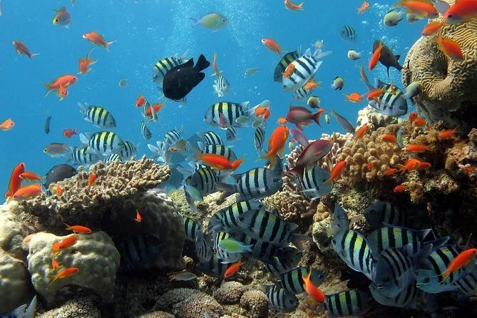 The Best 2-point Snorkeling in Padangbai: Blue lagoon and Tanjung jepun - Blue Lagoon at 10:00am: clearer water, but plan for possible plastic