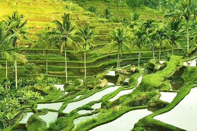 The Popular Of Ubud Private Day Tour - Why this Ubud private tour works for first-timers
