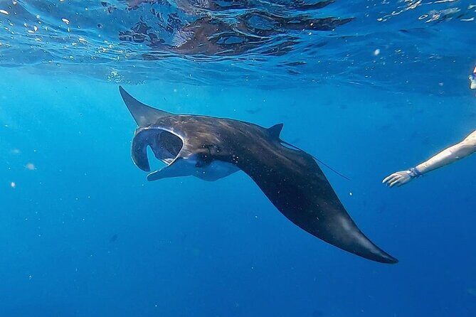 Three Islands Snorkeling (3 Spots) Manta Rays - From Lembongan - Who This Tour Suits Best (And Who Might Want Another Option)