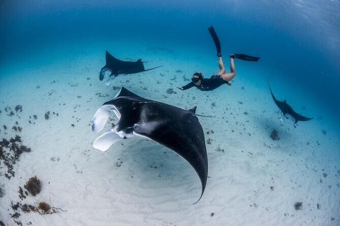 Three Islands Snorkeling (3 Spots) Manta Rays - From Lembongan - Stop-by-Stop: What You’ll See at Each Reef Spot