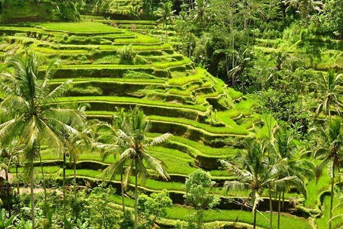 Tlaga Singha Infinity Pool, Jungle swing & Rice Terrace Trip - Coffee and Tropical Fruit Plantation Time: The Culture-Plus-Scenery Add-On
