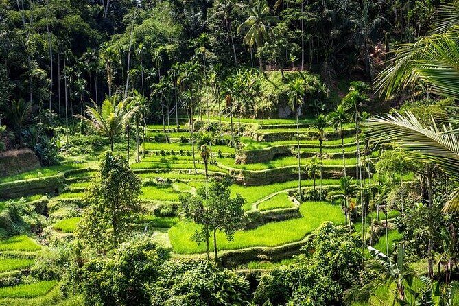Top Ubud Attractions: Private Full-Day Guided Tour - Barong & Kris Dance: A 1-Hour Ticket to Good vs. Evil