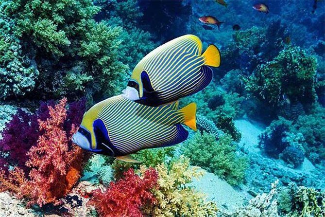 Tour Gate of Heaven at Lempuyang Temple - Blue Lagoon Snorkeling with lunch - Pickup, private AC car, and day pace from Kuta