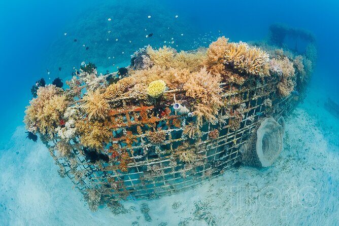Try Dive Program in the Biorock Pemuteran - Price and value: is $51.67 a good deal for a first try?