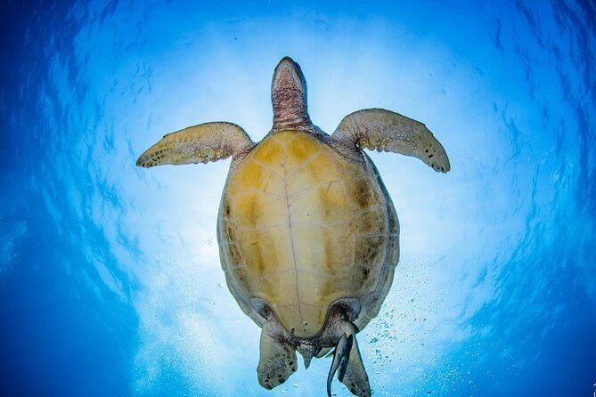 Try Dive Program in the Biorock Pemuteran - Who should book this program (and who might want something longer)