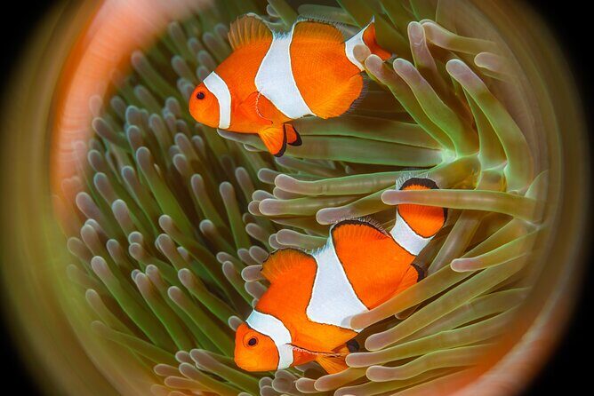 Try Dive Program in the Biorock Pemuteran - The briefing: equipment, procedures, and underwater communication