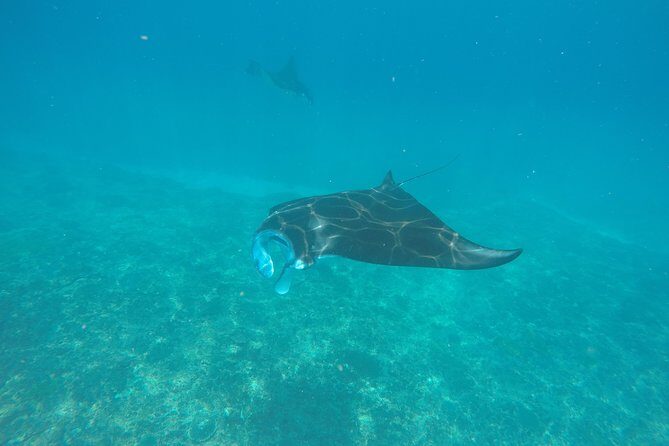Try Diving in Manta Point - Nusa Penida - Key highlights you’ll feel on day one