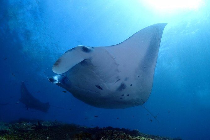 Try Diving in Manta Point - Nusa Penida - Discover Scuba in Sanur: training that makes beginners feel safe