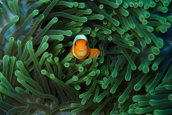 Try Diving in Nusa Lembongan - Penida. For beginners (with 2 ocean dives) - The 8:00 a.m. start: paperwork, gear, and pool practice