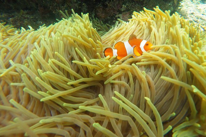 Try Scuba Diving at Padang Bai - Getting ready: health questionnaire, what to bring, and what to avoid