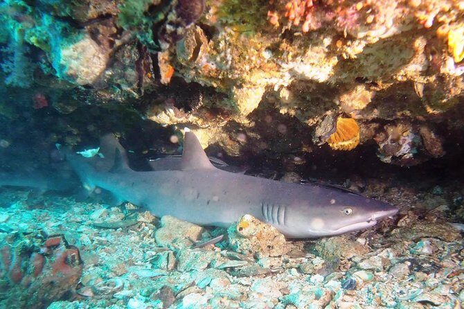Try Scuba Diving at Padang Bai - Who should book this try-scuba-style day (and who should skip it)