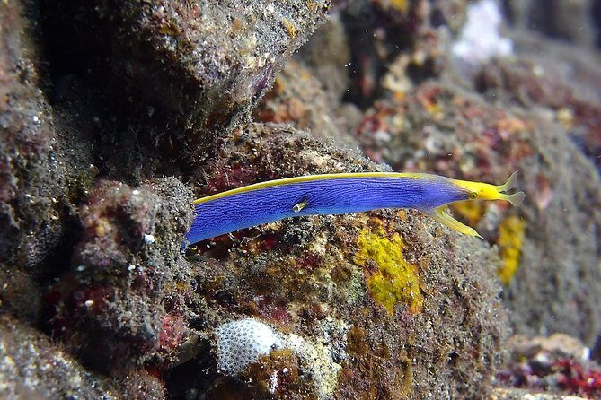 Try Scuba Diving at Tulamben Shipwreck - Two underwater sessions at different USAT Liberty sections