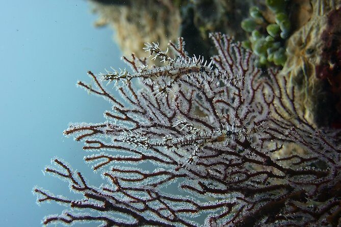 Try Scuba Diving at Tulamben Shipwreck - What’s included: gear, insurance, reef charge, and a real meal