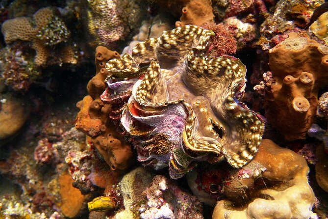 Try Scuba Diving at Tulamben Shipwreck - Price and planning: is $104.90 worth it?