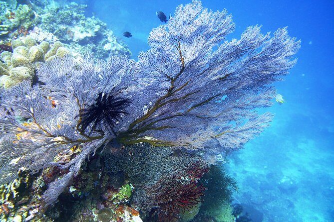 Try Scuba Diving at Tulamben Shipwreck - Who this wreck day suits best (and who should reconsider)