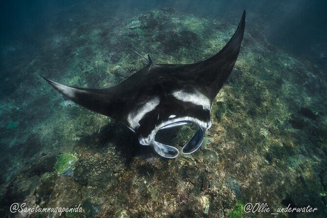 Try Scuba Diving for Beginners with manta rays (Non - Certified) - Pool Training at Sanctum: Learning Buoyancy Before the Big Moment
