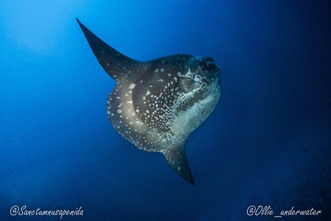 Try Scuba Diving for Beginners with manta rays (Non - Certified) - Two Shallow Open-Water Sessions: What the Day Actually Feels Like