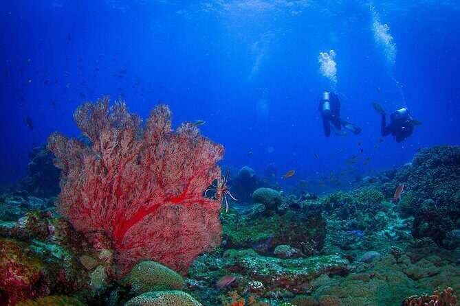 Two fun dives morning trip (Certified Divers only) - Key Things You’ll Notice on This Morning Nusa Penida Trip