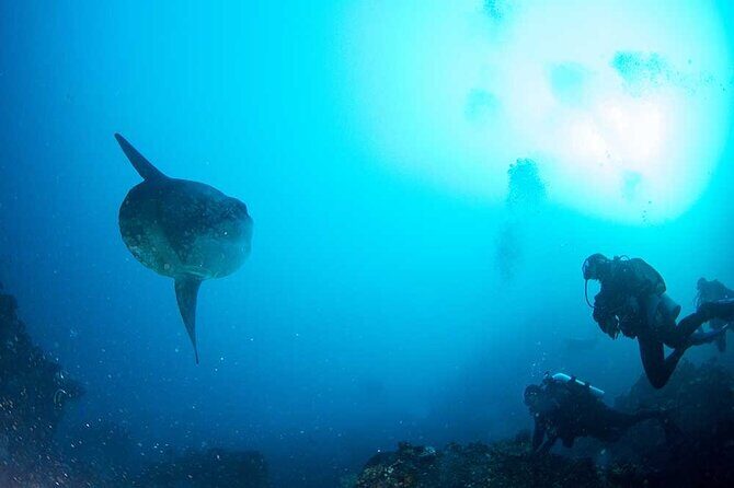 Two fun dives morning trip (Certified Divers only) - Price and Inclusions: Why $140.87 Can Be Good Value