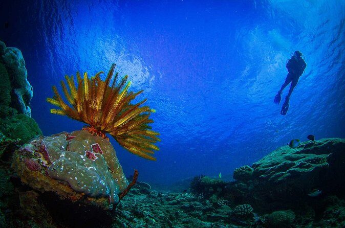 Two fun dives morning trip (Certified Divers only) - Boat Time, Two Tank Time: How Reef Stops Get Chosen