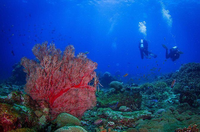 Two fun dives morning trip (Certified Divers only) - Who This Trip Fits Best (and Who Should Rethink It)