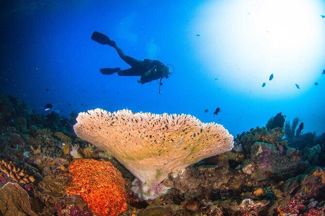 Two fun dives morning trip (Certified Divers only) - Check-In at Purple Penida Scuba Center and Gear Fitting