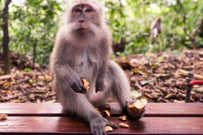 Ubud 1 Day Tour (Private & All-Inclusive) - Key things I’d pay attention to