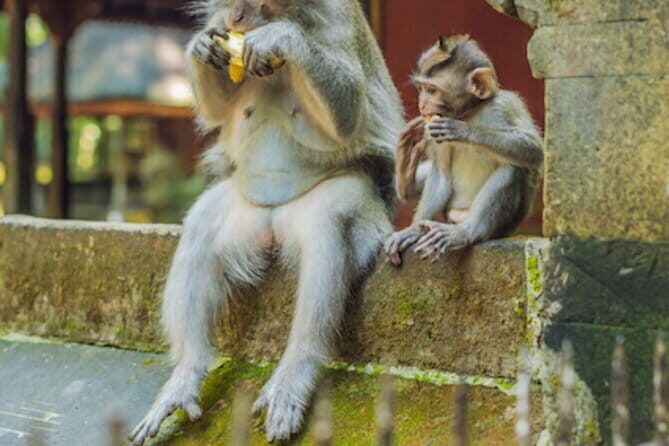 Ubud 1 Day Tour (Private & All-Inclusive) - How a private 10-hour Ubud loop actually feels