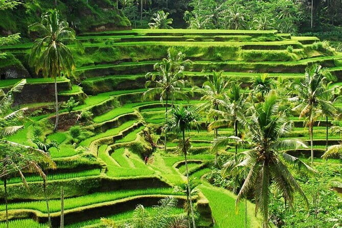 Ubud 1 Day Tour (Private & All-Inclusive) - Price, inclusions, and why this feels good value