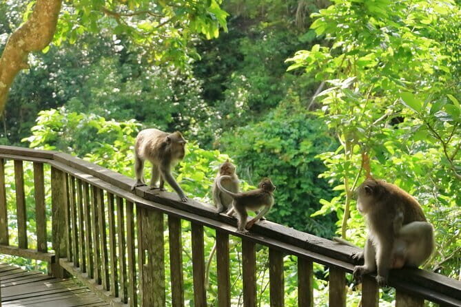 Ubud All-Inclusive Tour with Swing and Lunch - Ubud Jungle Swing: ticket included, and your guide can help you frame the shots