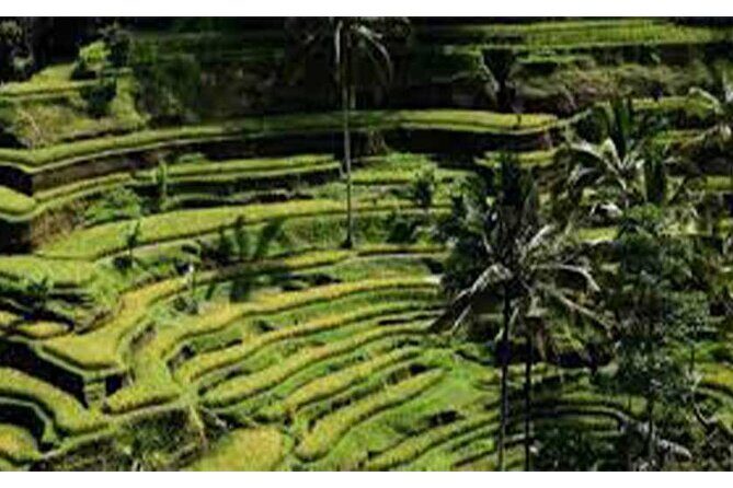 Ubud ATV Quad Bike, Monkey Forest and Rice Terrace - Quad biking in Ubud: rice fields, river paths, and a track that gets messy