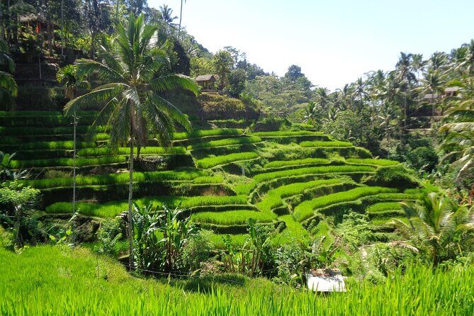 Ubud ATV ride Adventure and water rafting - Price Value: Is $32 Worth It?