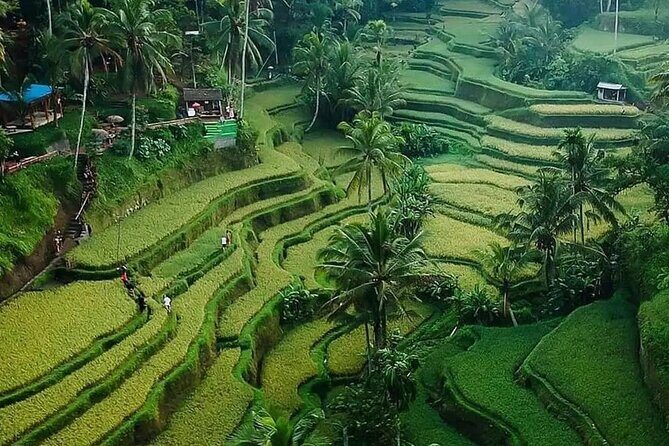 Ubud Bali Driver ( Bali Custom Tour ) - Small traps to avoid: tastings and aggressive sellers